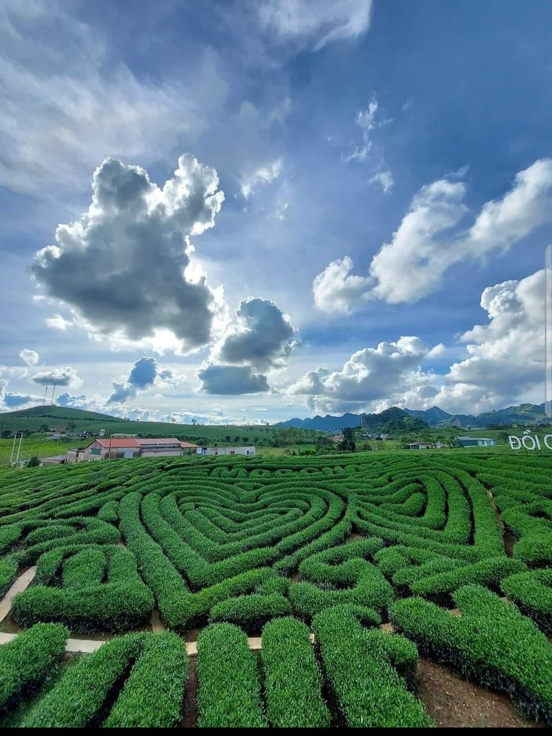 Đồi chè Trái Tim