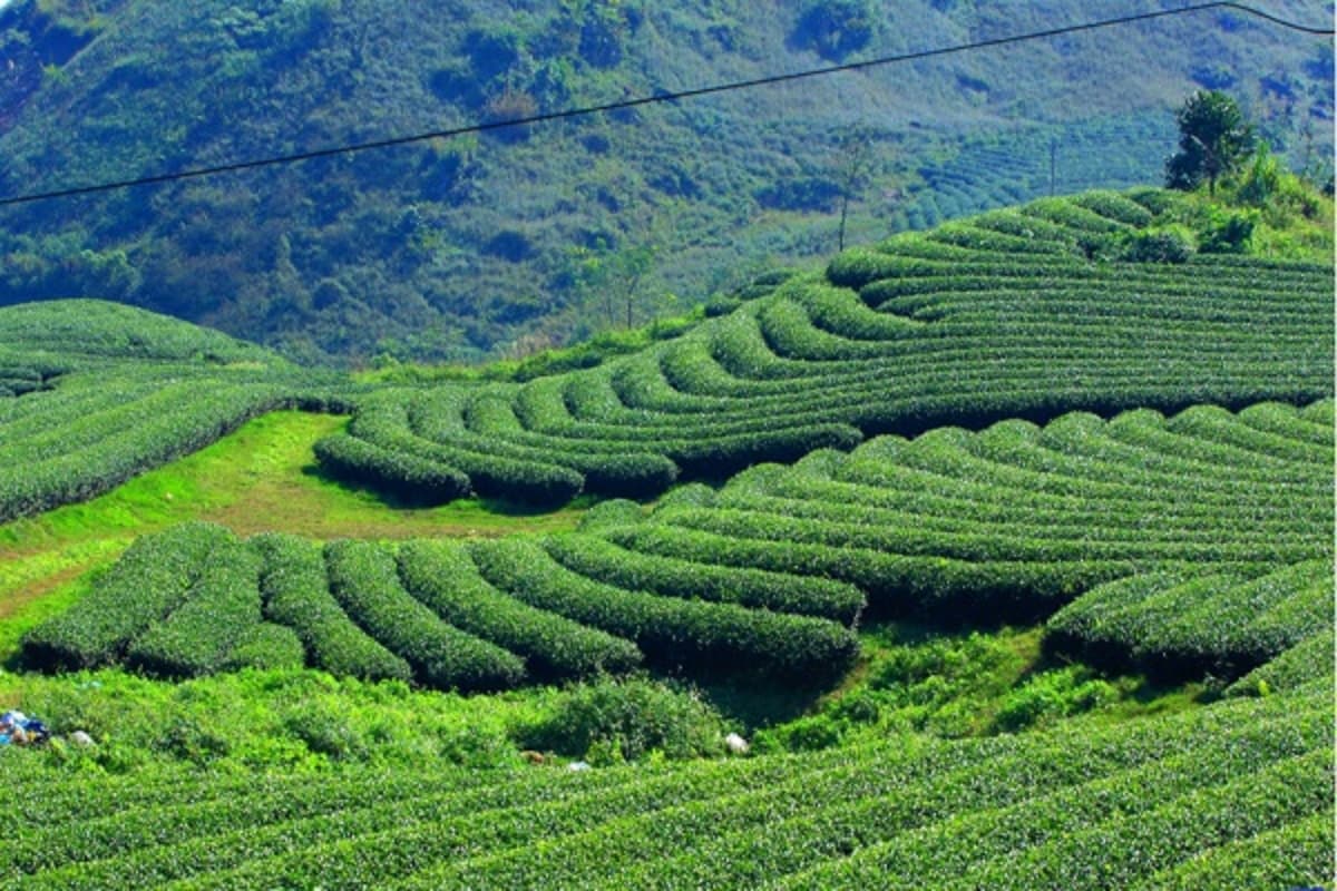 Đồi Chè Tân Cương - HTX Tiến Yên