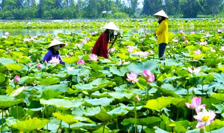 KHU BẢO TỒN ĐẤT NGẬP NƯỚC LÁNG SEN